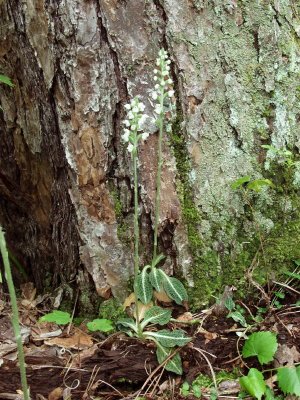 Goodyera pubescens - at the base of a large Virginia pine