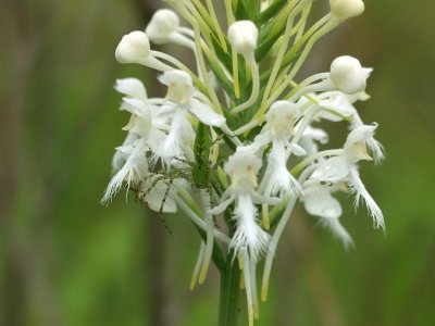 Platanthera conspicua and lynx spider