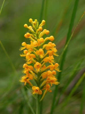 Platanthera cristata