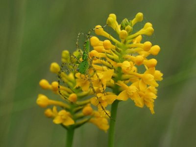 Gymnadeniopsis integra and lynx spider