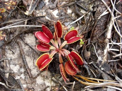Dionaea muscipula (Venus flytrap) - red form with digested beetle in one of the traps