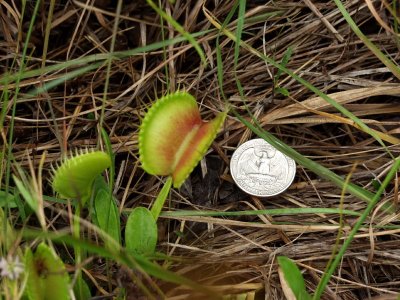 Large Dionaea muscipula trap with quarter for scale