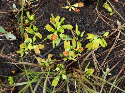 Group of Dionaea muscipula - mixed color forms