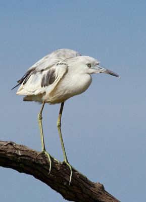 Inmature-Little-Blue-Heron (Molting)