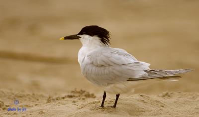 Sandwich Tern