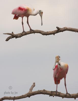 Romance