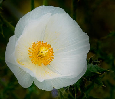 g4/95/16395/3/61525279.TissuePaperBlossum.jpg