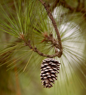 Lost Pine