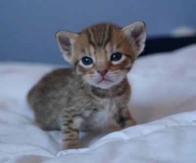 3 weeks old
