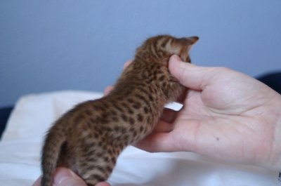 More spots