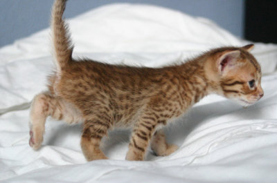 4 weeks old