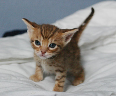 Did you say I should look like an oriental? I can keep my ears to the sides
