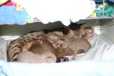 Lots o' spots