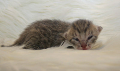 Blue male 1 week old