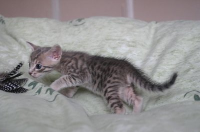 But it has spots..maybe it's .. alive..!