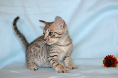 A little rascal :)
