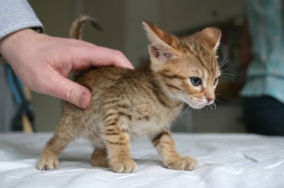 I'm a little rascal!