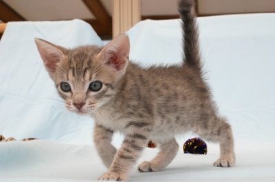 6 weeks old