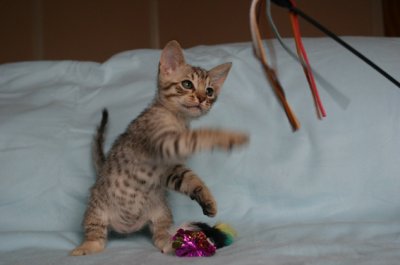 He isn't hard to charm for playing :)