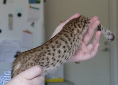 Nice spots