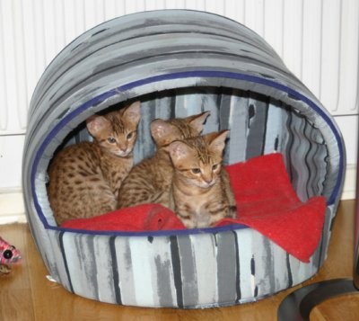 10 weeks old brats..taking a nap