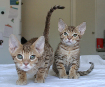 The brothers 10 weeks old, one couldn't sit still for one sec. haha :)