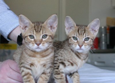 10 weeks old, girl no 1 and 3