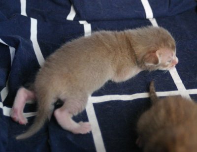 Lavenderticked male 1 week old