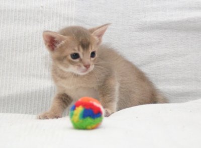 Lavender male 4,5 weeks old