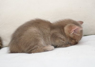 ZzzZzz - couldn't manage to have his eyes open anymore :)