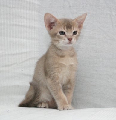 African Breeze around 8 weeks old