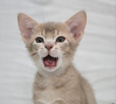 Yaaawn
