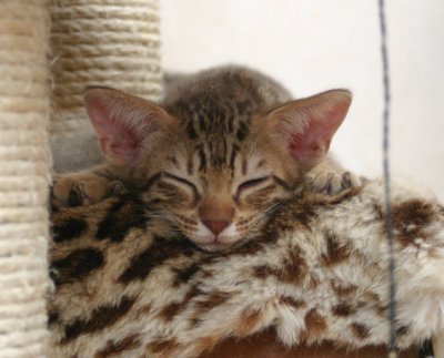 It's tiring beeing a kitty :)