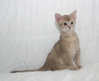 11 weeks old