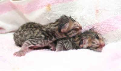 2 of the newborns, still hasn't dried yet :)