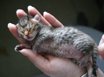 1 week old kitten