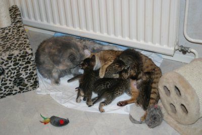 The kittens around 5,5 weeks old, Hilda is helping Miira out :)
