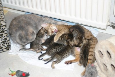 Might be a good help, it's hard work to clean and take care of 7 little rascals :)