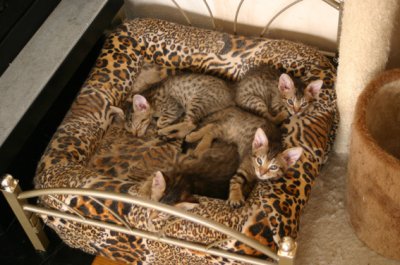 Another popular sleeping place, here we can sleep like royals!