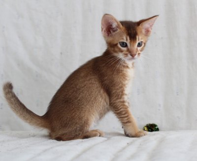 Fever 7 weeks old, a real good looking guy!