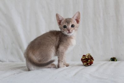 Magical Sunset 7 weeks old