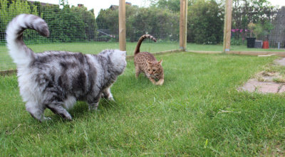 Lara is showing Lizzie how the grass shall be cut (or in their case, scratched out ;) )