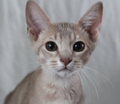 Up, close & purrsonal