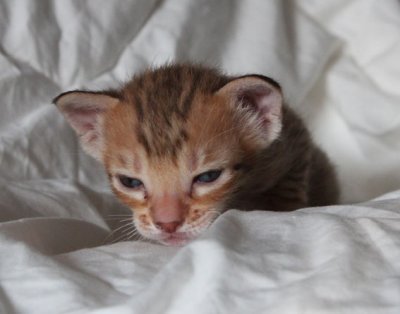 3 weeks old tired kitty :)