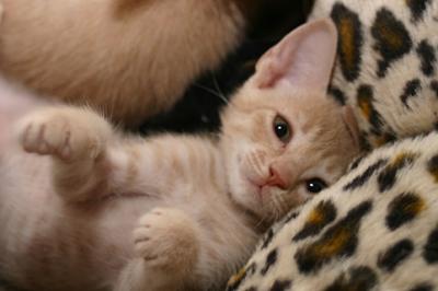 Cozy kitten :)