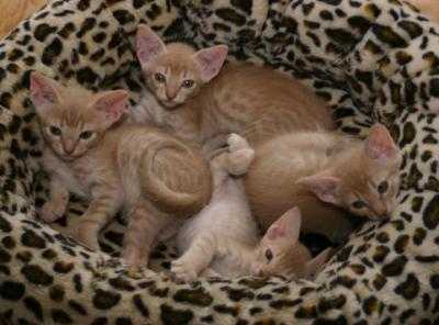The whole litter, I think this is the only time when I can get all at the same pic ;)