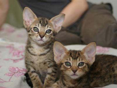 Kahla and Cantaloupe at 7 weeks of age