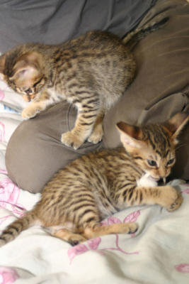 Wild kittens :)