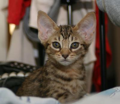 Loviz at 9 weeks of age