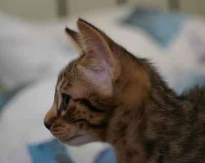 Profile